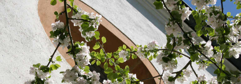 Blühender Apfelbaum vor der Manteler Kirche