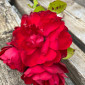 Gartenaktion 2022 letzte Rose
